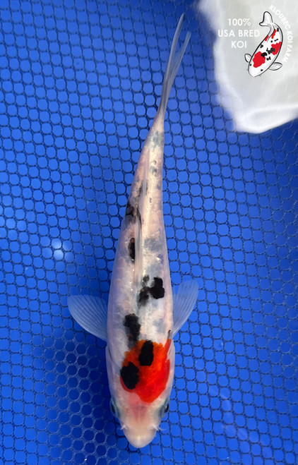 6" "Jelly Bean" Doitsu Sanke Koi #J92943(P12)