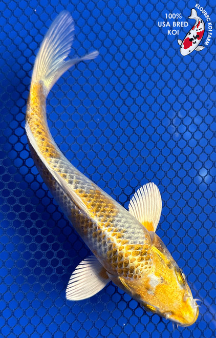 6" "Nugget" Kujaku Koi #J92944(P12)