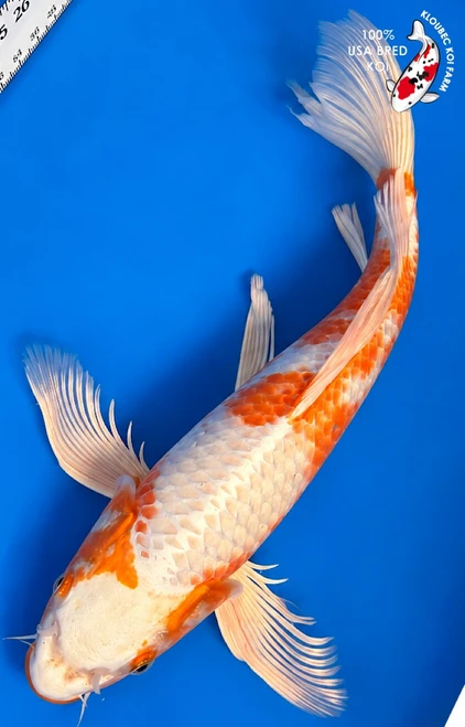 15" "Harriet" Hariwake Butterfly Koi #K1074(U5)