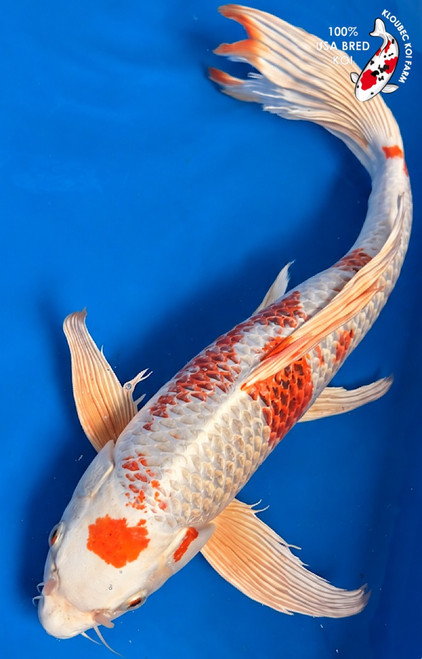 20" "Esti" Kujaku Butterfly Koi #K1077(U5)