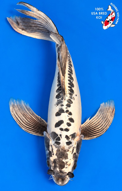 21" "Elsie"  Kikokuryu  Butterfly Koi #K10712(U5)