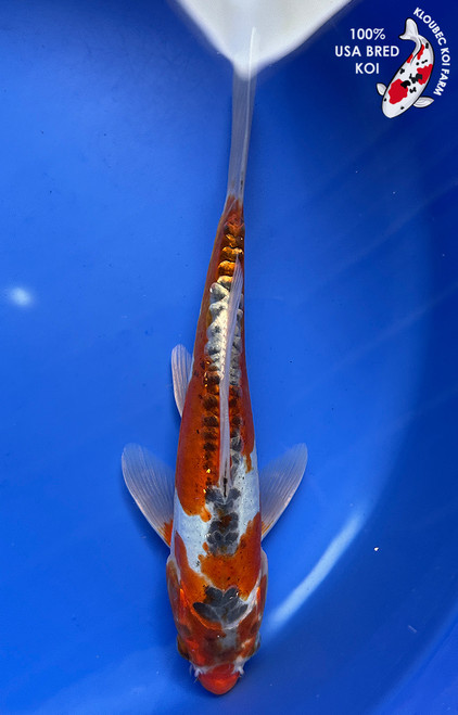 9" "Spirit" Shusui Koi #J92912(P5)