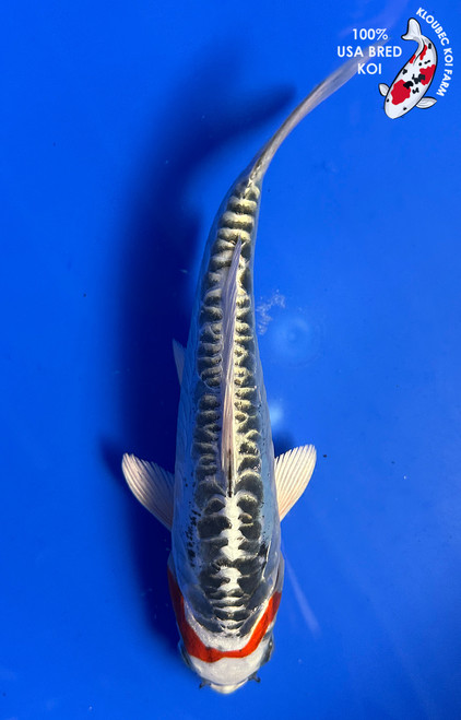 7.5" “Zipper” Beni Kumonryu Koi #J92614(P5)