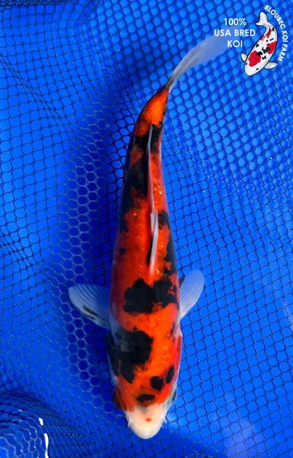 7" "Jack" Doitsu Showa Koi #J92918(P5)