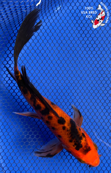 7" "Pepper" Aka Bekko Butterfly Koi #J92925(P14)