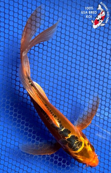 7" "Cinnamon" Aka Shusui Butterfly Koi #J92936(P13)