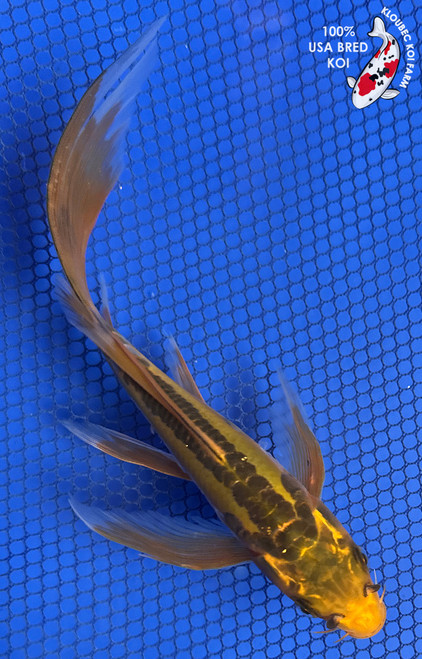 7" "Fern" Midorigoi Butterfly Koi #J92954(P5)