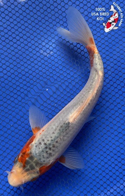 7.5" "Dawn" Asagi Koi #J92955(P5)