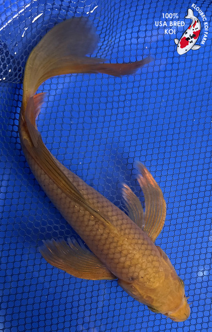 10.5" "Honeybun" Chagoi Butterfly Koi #J92956(P5)