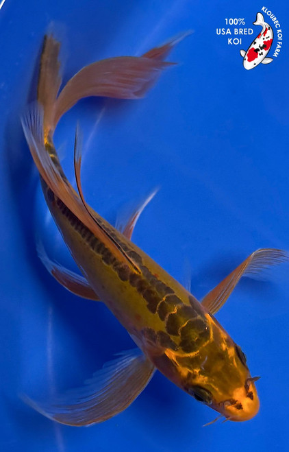 7" "Janet" Midorigoi Butterfly Koi #K10194(P12)