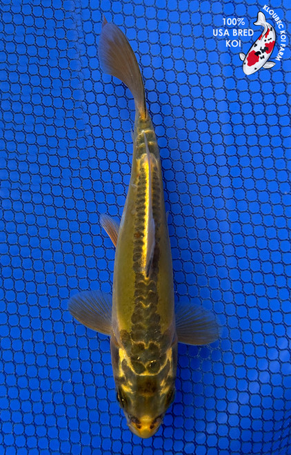 6" "Oscar" Midorigoi Koi #J10231(J2)