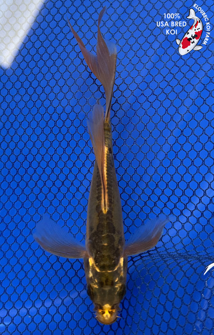 6" "Fern" Midorigoi Butterfly Koi #J10232(J2)