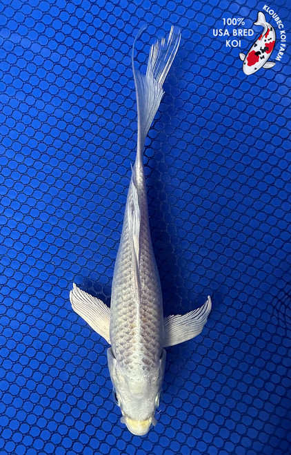 6.5" "Lulu" Ogon Butterfly Koi #J10234(J2)