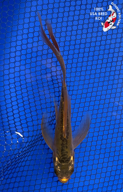 5" "Pip" Midorigoi Butterfly Koi #J102312(P7)