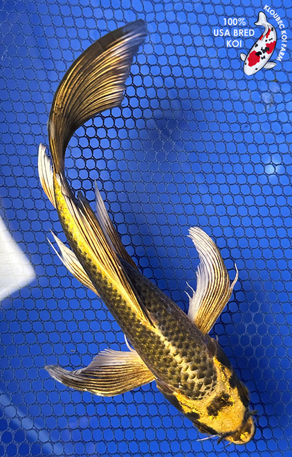 7" "Nugget" Kin Matsuba Butterfly Koi #J102317(P7)