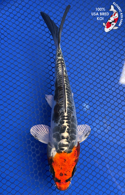 6.5" "Rusty" Beni Kikokuryu Koi #J102318(P7)