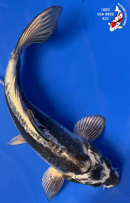 9.5" "Judd" Kikokuryu Koi #K101915(Q8)