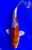 7.5" Hariwake Koi (#J92010X68)