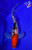 9" Sanke Butterfly Koi (#L9630P12)