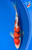 10" Doitsu Sanke Koi (#K22917P4)