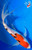 11" Sanke Butterfly Koi (#K3104P6)