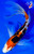 15" Beni Kumonryu Butterfly Koi (#K387U3)