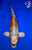 17" Kujaku Koi (#L9905U3)