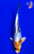 10.5" Doitsu Koi (#K31438U3)