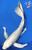 18" Platinum Ogon Butterfly Koi (#K32325U4)