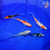 (5) 5-6" Butterfly Koi Pond Pack (#L0613H8)