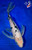 13" Shiro Bekko Butterfly Koi (#L0698S1)