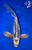 12" Kinsui Butterfly Koi (#L0738S1)