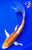 13.5" Doitsu Hariwake Butterfly Koi (#K4416U1)