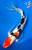 17" Sanke Butterfly Koi (#K4925U2)