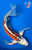 17" Shusui Butterfly Koi (#K443U3)