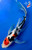 13" Showa Butterfly Koi (#K32529U5)