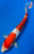 14" Kohaku Koi (#K41926U2)