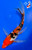 8" Gin Rin Sanke Butterfly Koi (#J8231P14)