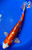 13" Doitsu Hariwake Koi #J11235(X46)