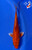 5" Orengi Ogon Koi #J12613(X8)