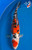 10" Doitsu Sanke Koi #K1516(M14)