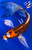 8" Doitsu Butterfly Koi #J18257(X1)