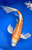 19" Kujaku Butterfly Koi #L2198(M16)