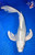 16" Gin Matsuba Butterfly Koi #E2209(M16)