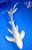 12" Gin Rin Ogon Butterfly Koi #L2286(X36)