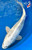 14" Gin Shiro Utsuri Koi  #K1824(M16) 14" Gin Shiro Utsuri Koi  #K1824(M16)