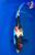 13.5" Doitsu Showa Koi #K1851(M16)  