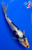 7" Shiro Utsuri Koi #J1184(X44)