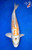 13" Heisei Nishiki Koi #L2698(M17)
