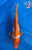 9.5" Ochiba Koi #J1257(X4)